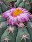 Preview: Echinocactus horizonthalonius cv. Sirotoge Suiheimaru